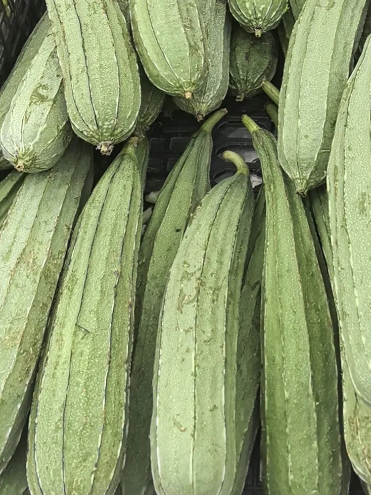 Jiemei Speckled Ridge Gourd