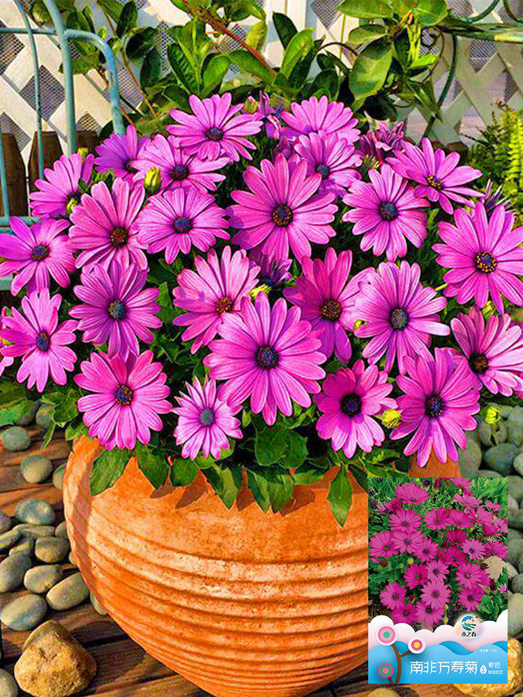 Purplel African Daisy