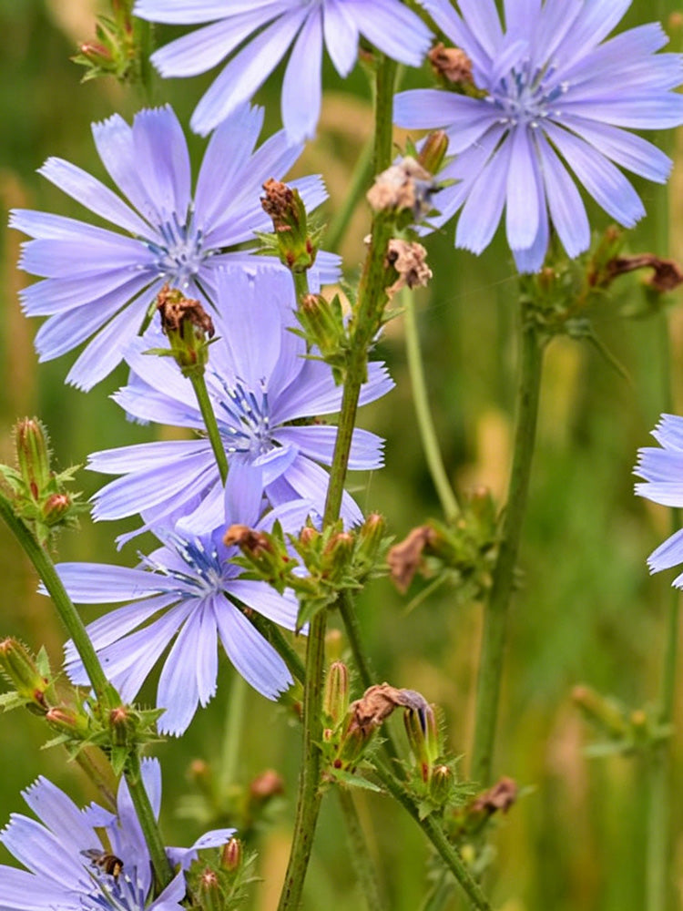 Coffee Chicory