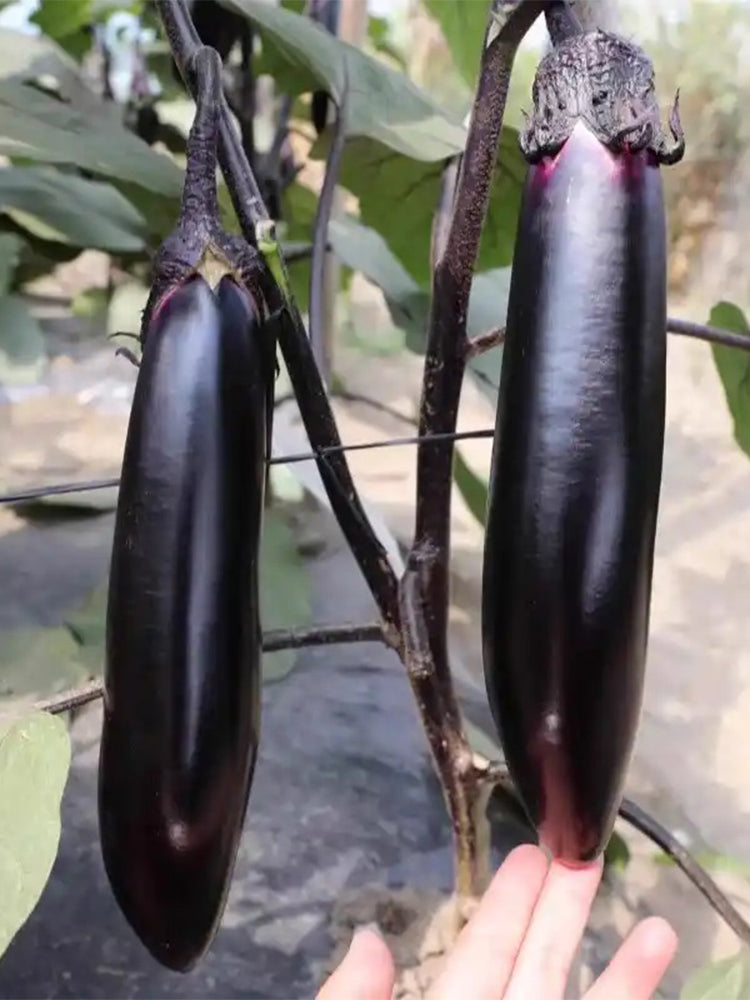 Spring-Autumn Long Eggplant