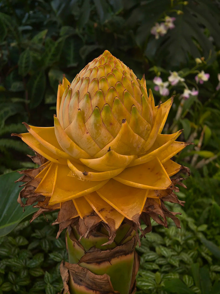 Ground Burst Golden Lotus