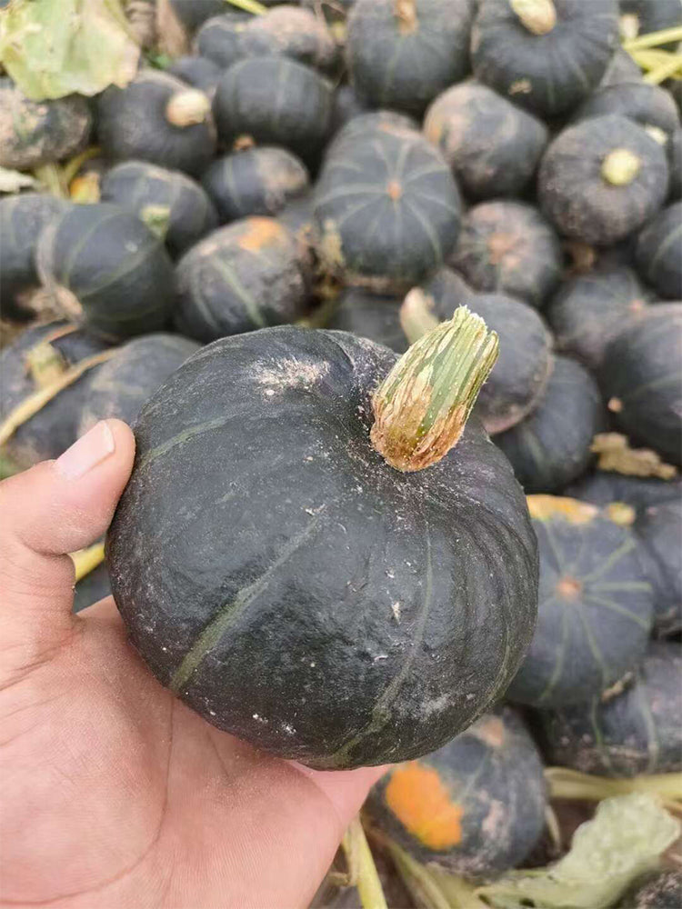 Tianbei No.6 Pumpkin