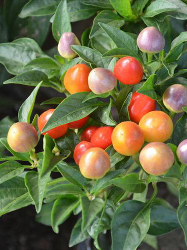 Pearl Multicolor Pepper (Capsicum annuum)