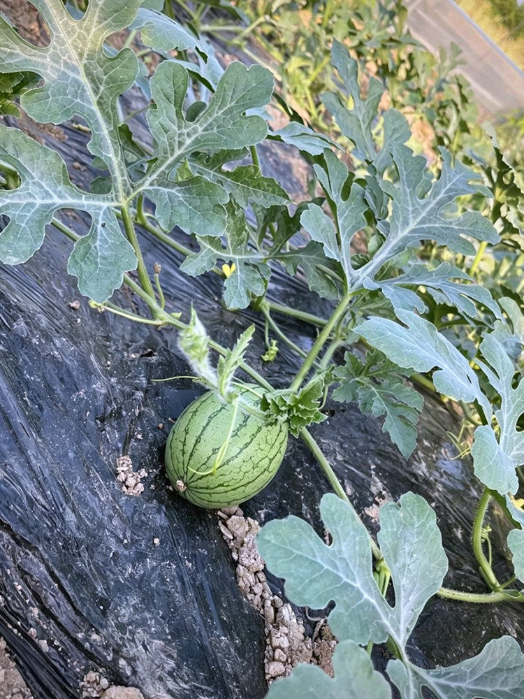 Xiaofeng Watermelon