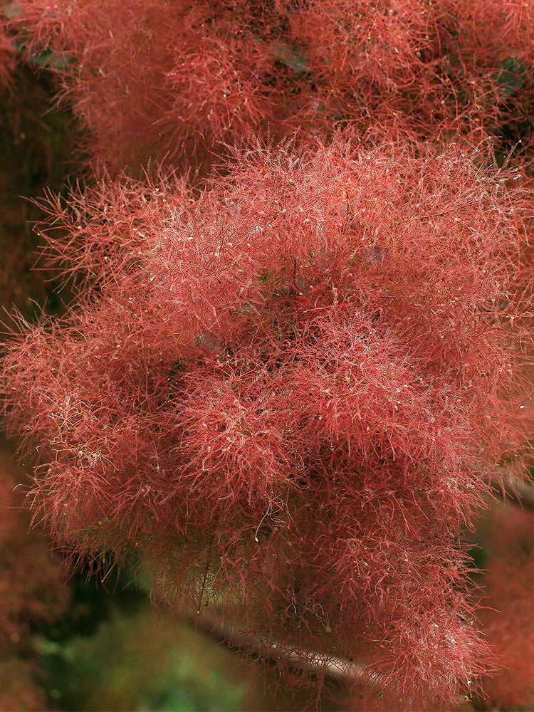Smoke Tree