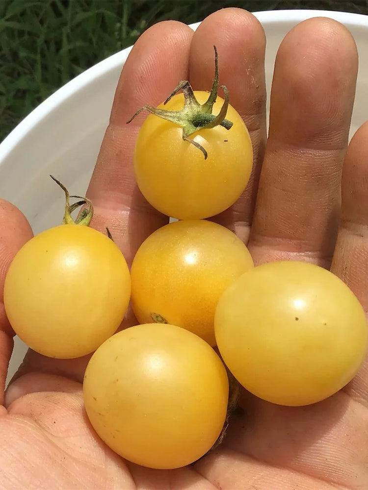 Italian Ice Cherry Tomato