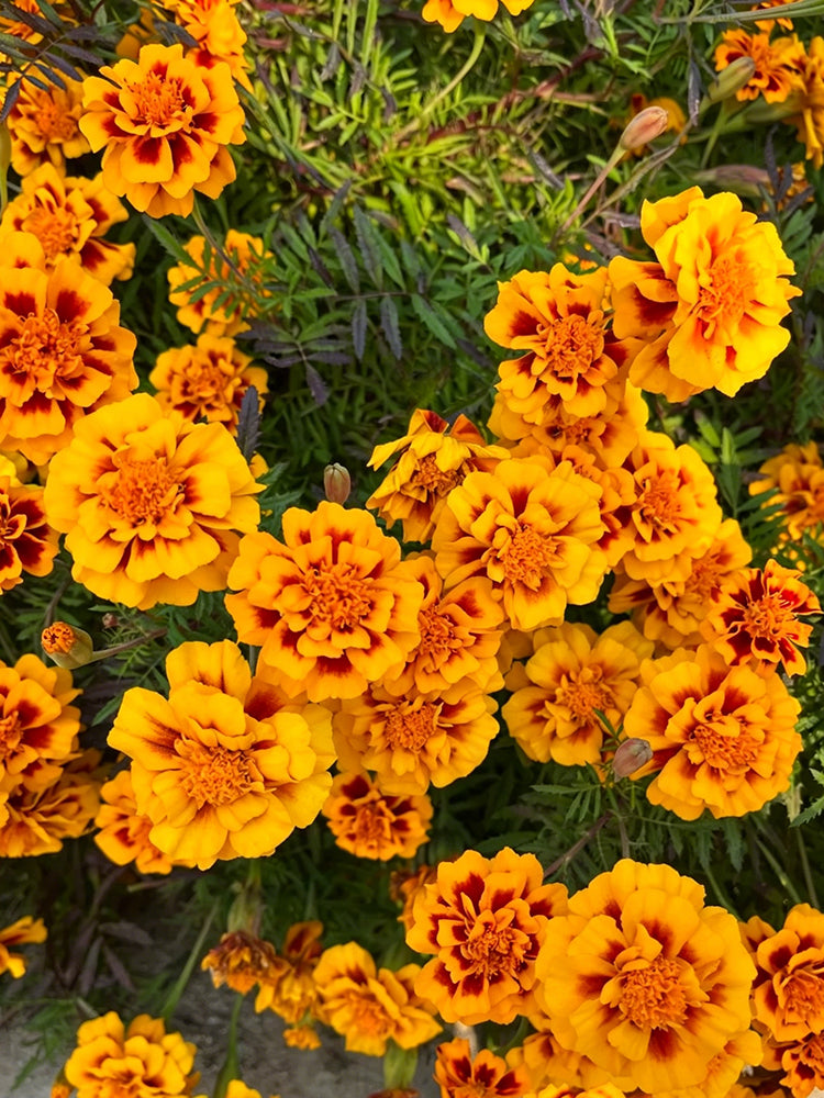 Dwarf French Marigold
