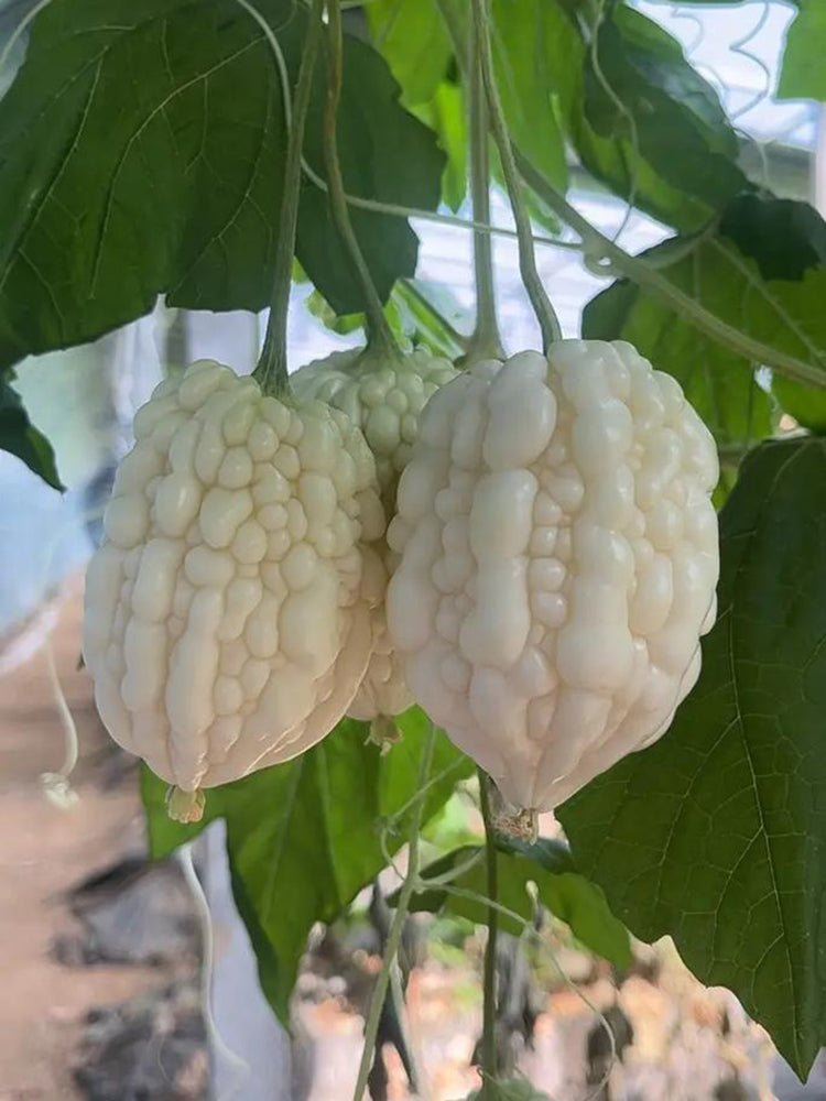 Apple Bitter Gourd
