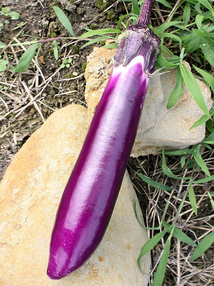 Zilong No.1 Eggplant