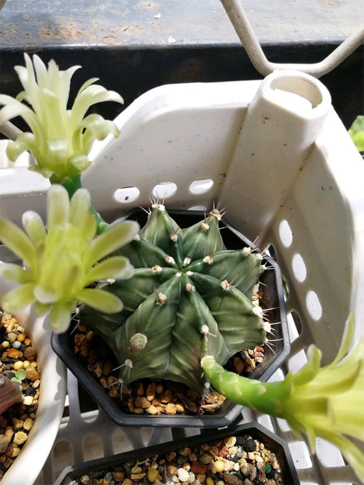 Gymnocalycium mihanovichii var. filadelfiense