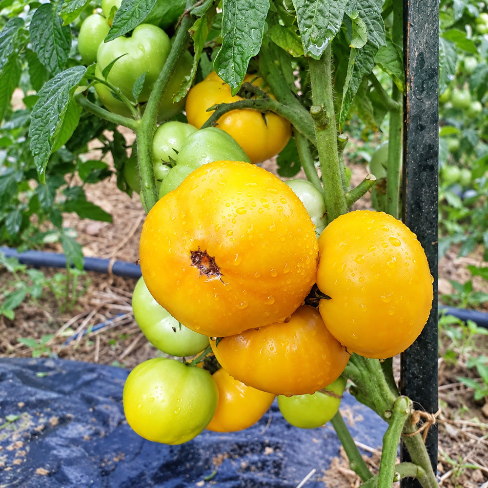 548 Sean's Yellow Dwarf Tomato