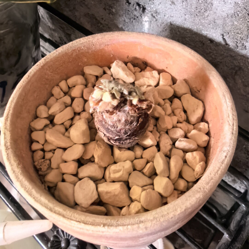 TD002 Pelargonium appendiculatum Dormant Tuber