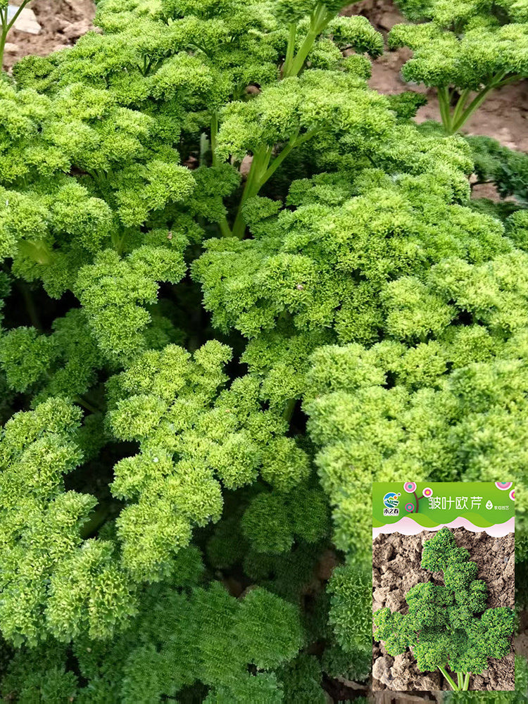 Curly Leaf Parsley