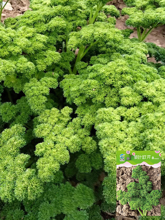 Curly Leaf Parsley