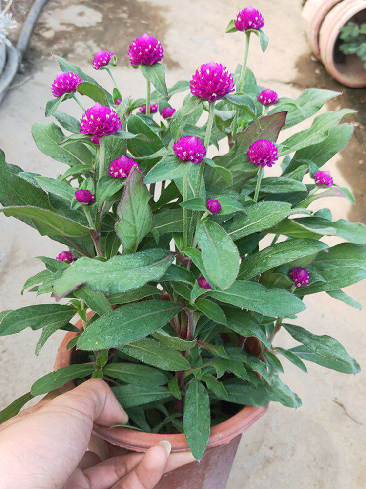 Hezhichun Purple Globe Amaranth