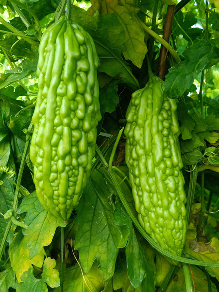 'Jiemei No.6' Bitter Gourd