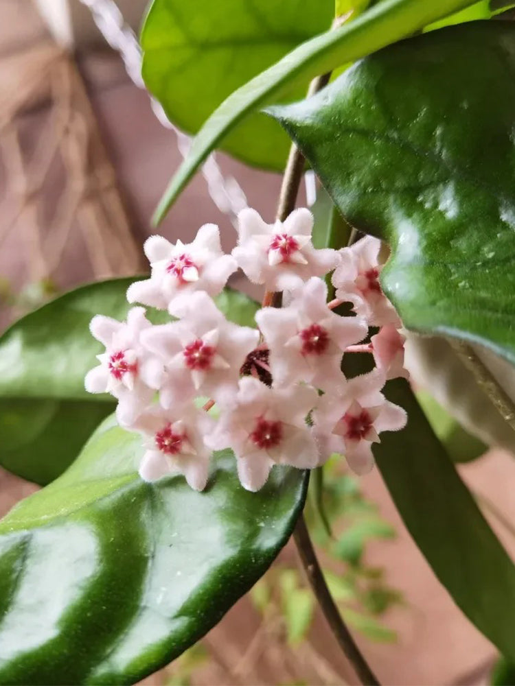 Hoya Jianfenglingensis Unrooted Stem Cuttings
