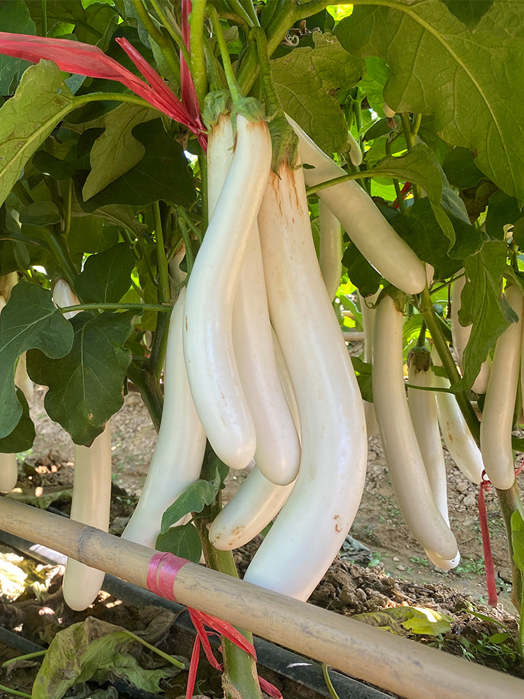White 013 Eggplant