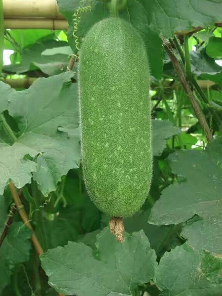 Baoli F1 Hybrid Hairy Gourd