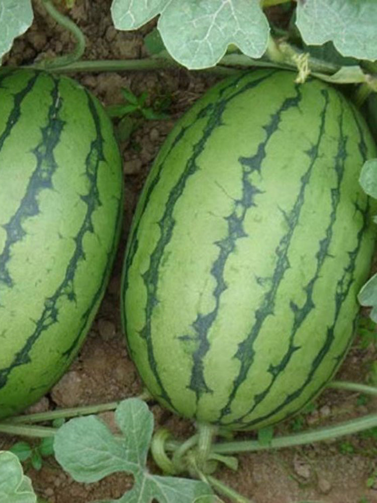 'Crimson Jewel' Red Flesh Watermelon