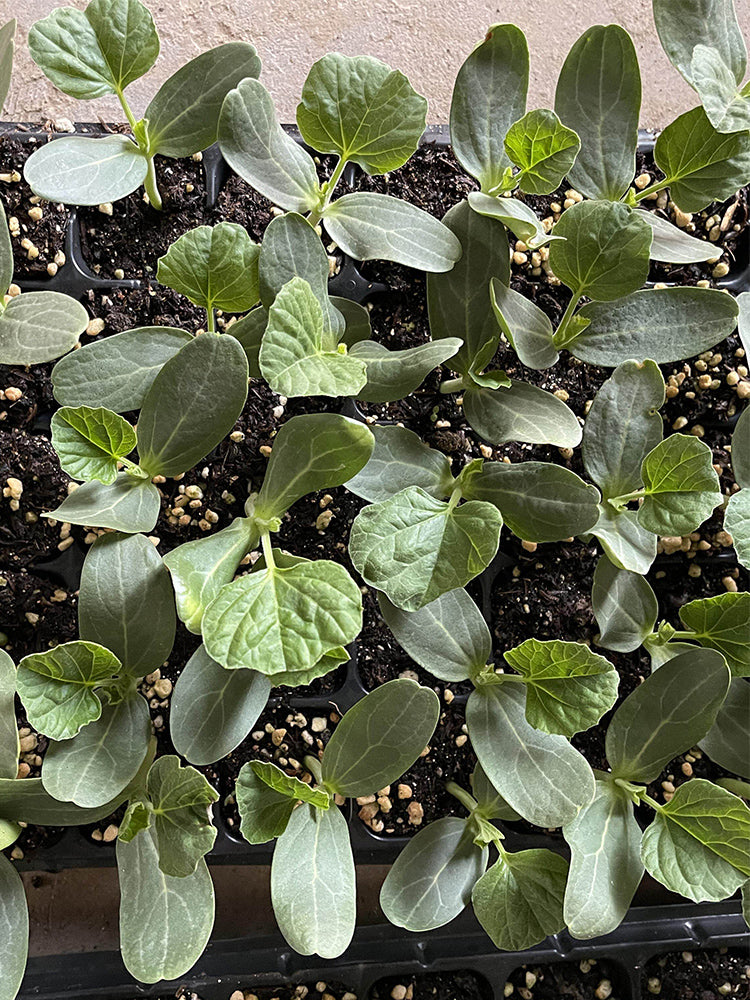 Qingyuan Black Stem Rootstock