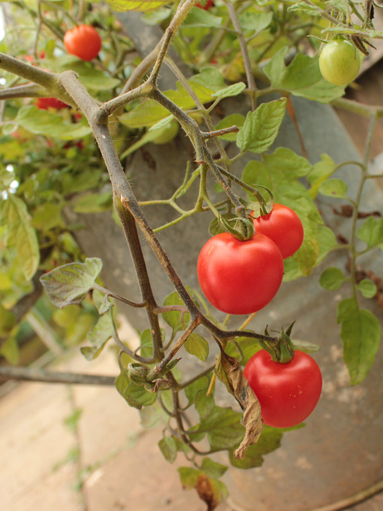 Dwarf Trailing Cherry Tomato 'Tumbling Tom Red'