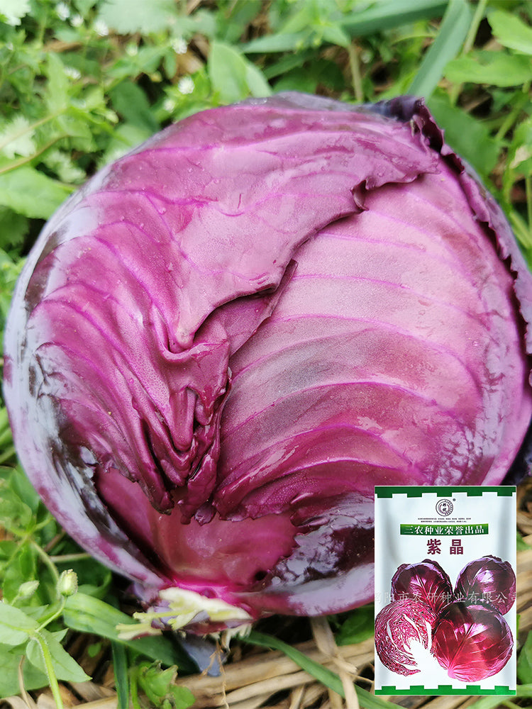 'Purple Crystal' Cabbage