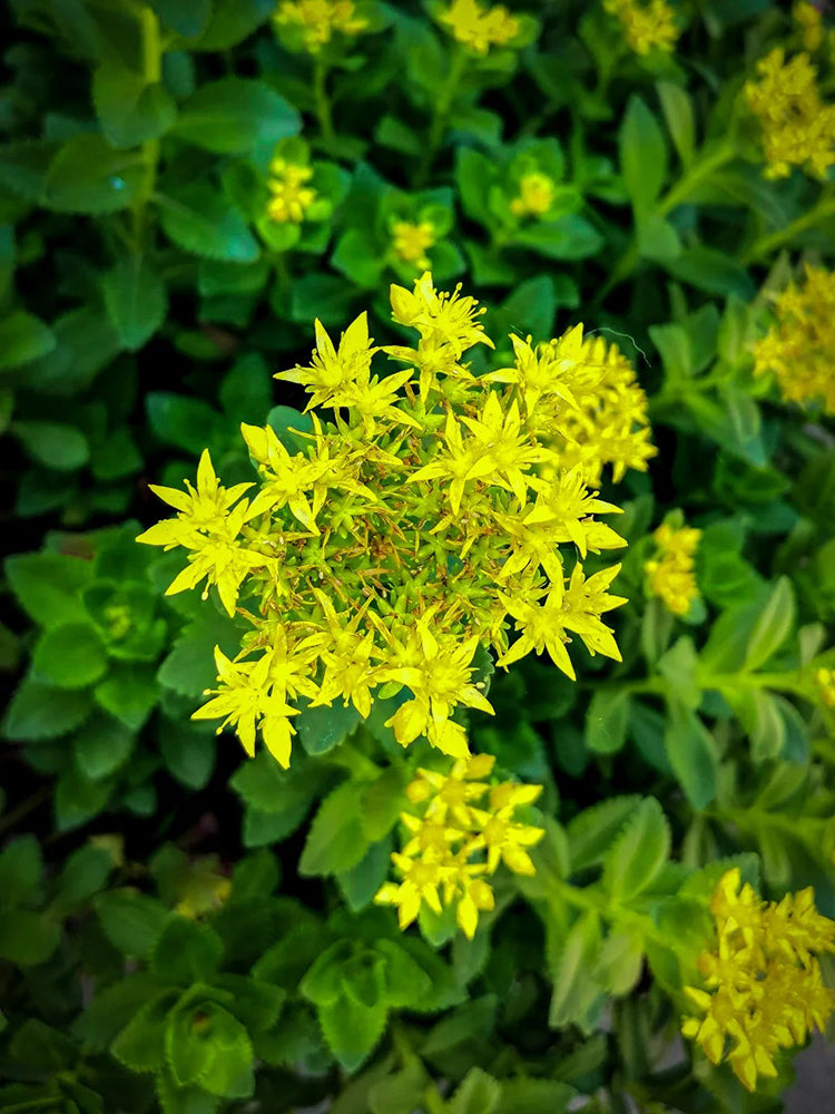 Sedum aizoon