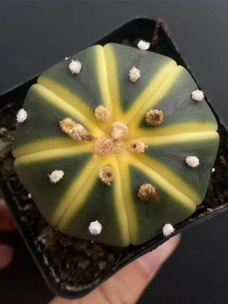 Astrophytum asterias Variegata