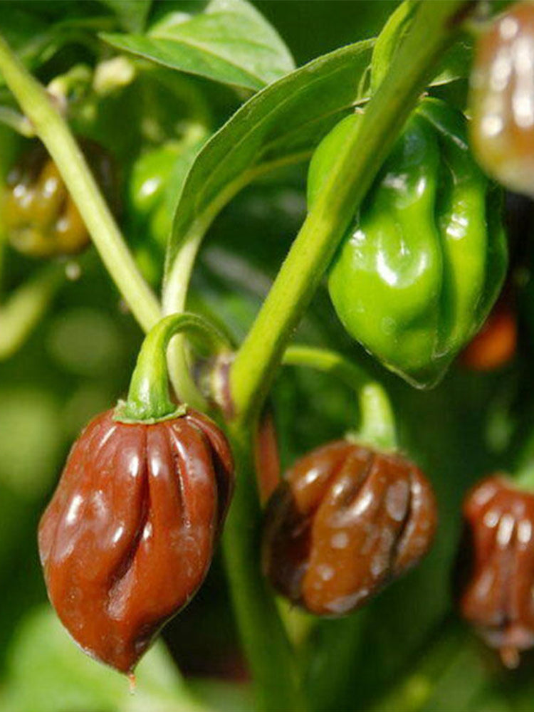 Chocolate Habanero