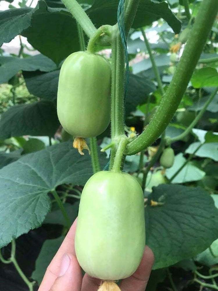 Jade Maiden Cucumber