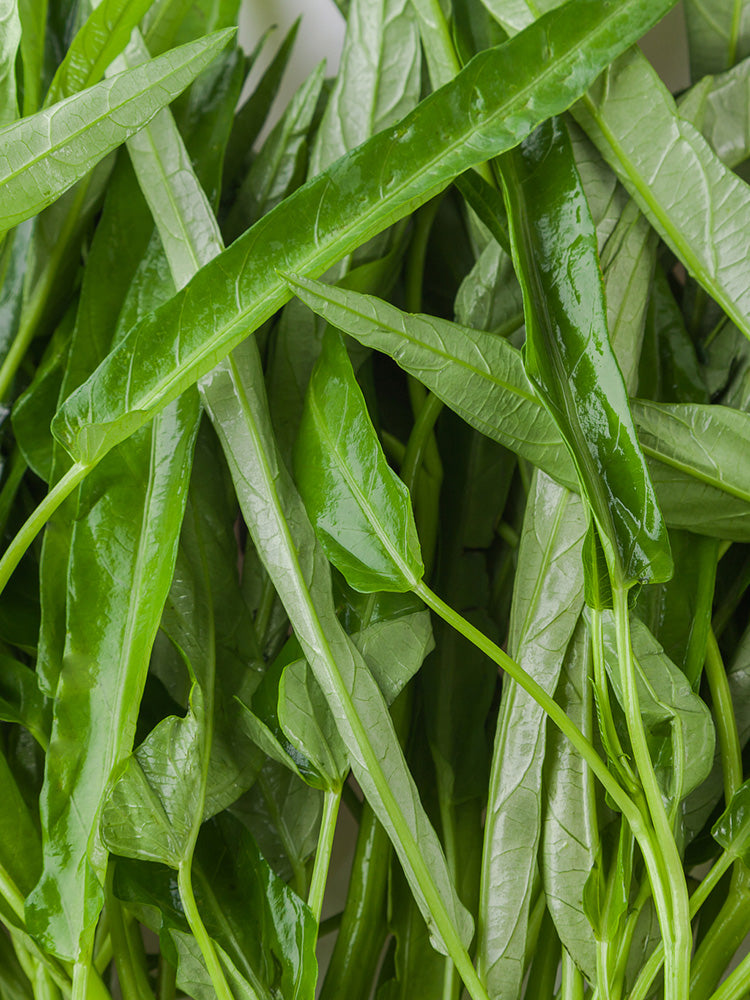 Jiemei New Green Willow Leaf Water Spinach