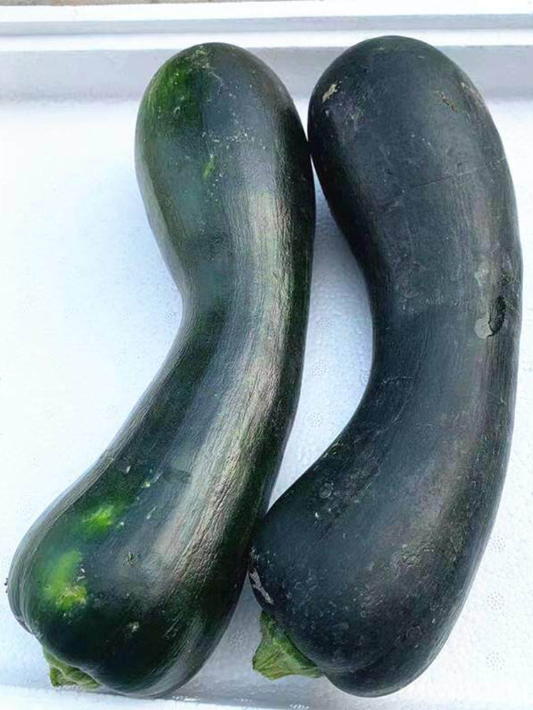 Zhengqing No.1 Black-skinned Pumpkin