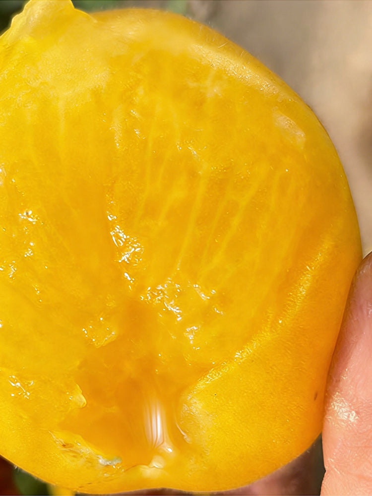 Super Sweet Yellow Peach Fruit Tomato