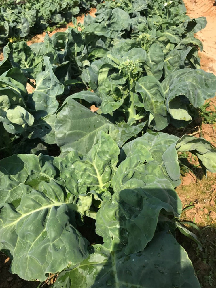Wrinkle-leaf Mid-flowering Chinese Kale