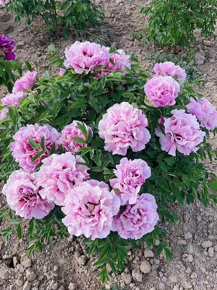 Purple-spotted Peony Mixed