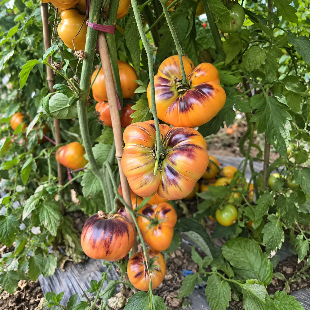 351 Chupa-Chups Bicolor Tomato
