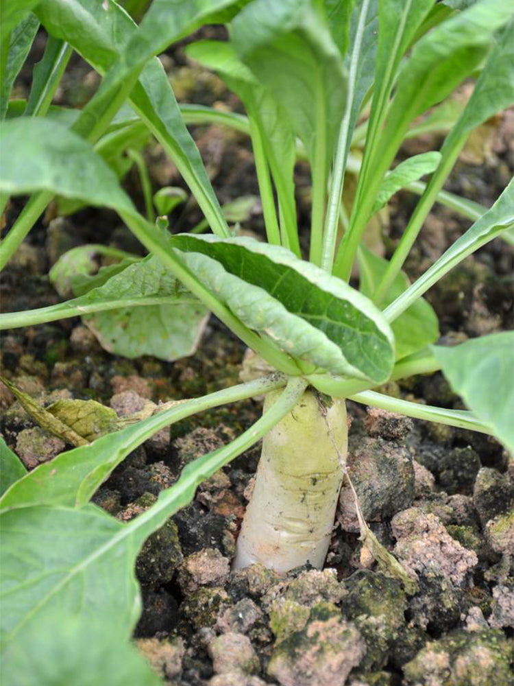 'Xinxuan 13-6' Early-Maturing Radish