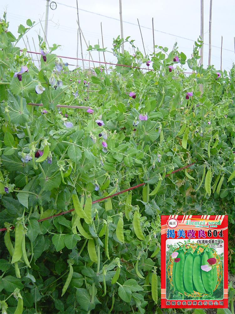 'Improved 604' Snow Pea
