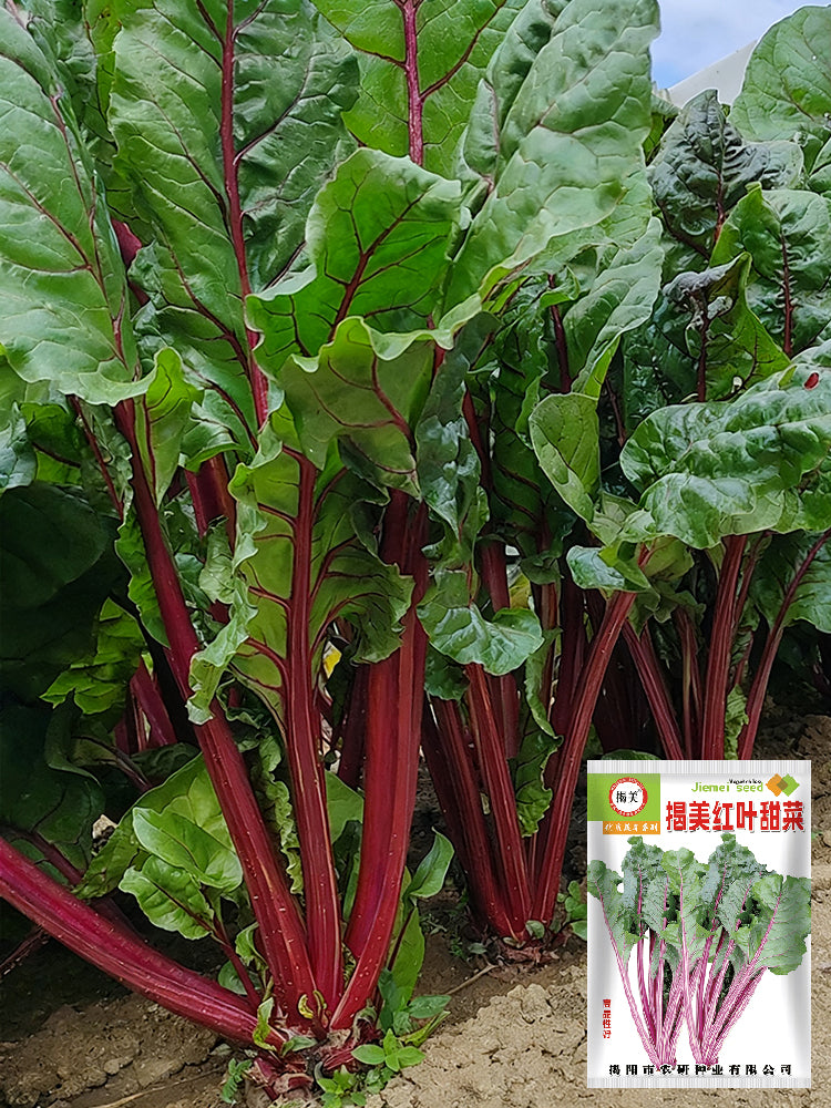 Jiemei Red-Leaf Beet