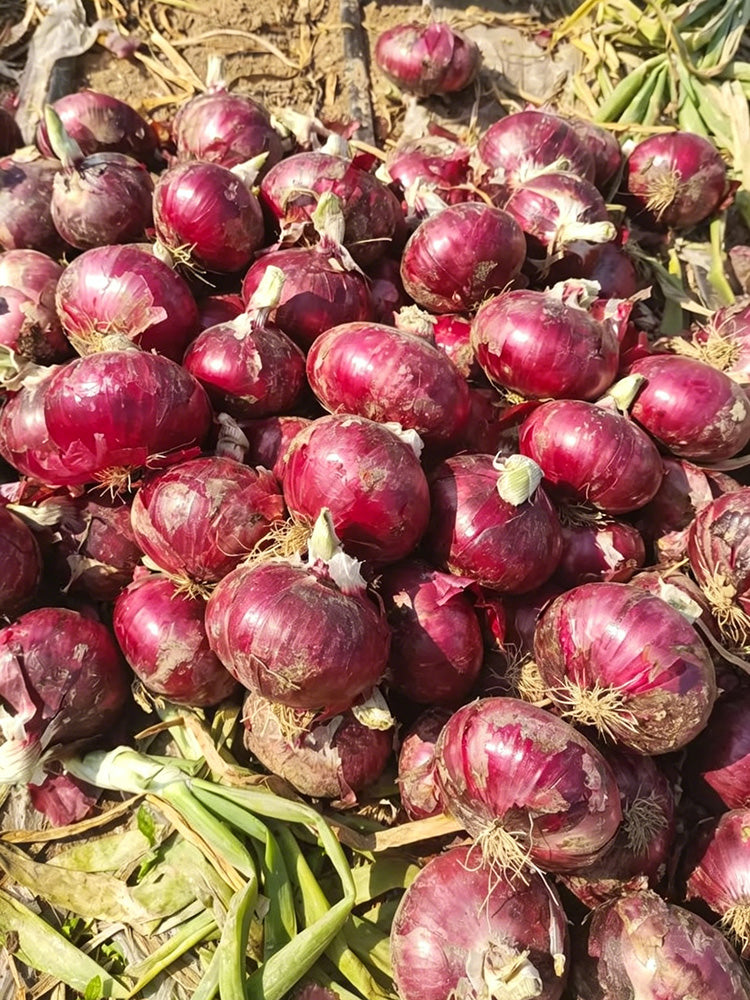 Zilu No.3 Purple Onion