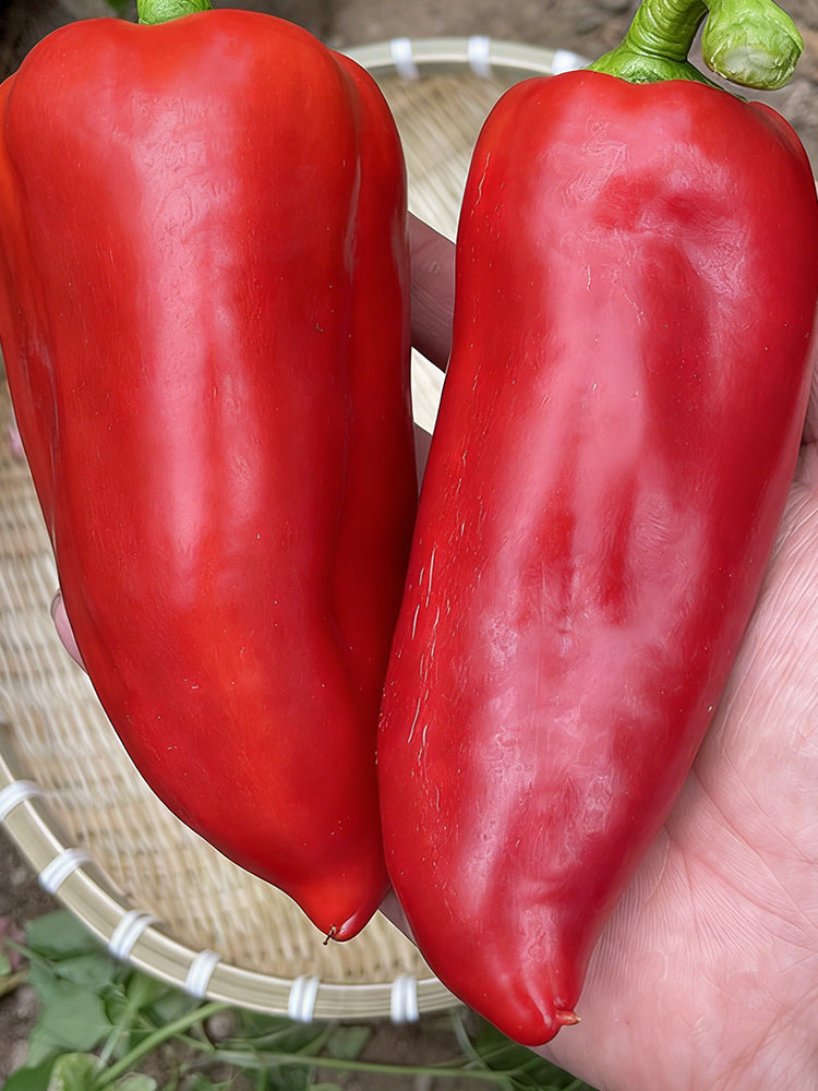 Conical Red Sweet Pepper