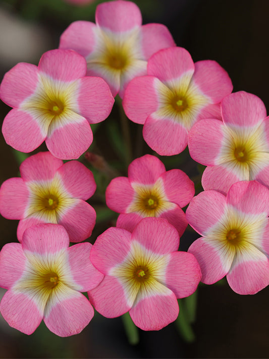 Oxalis obtusa Series Bulb - 'Rainbow'