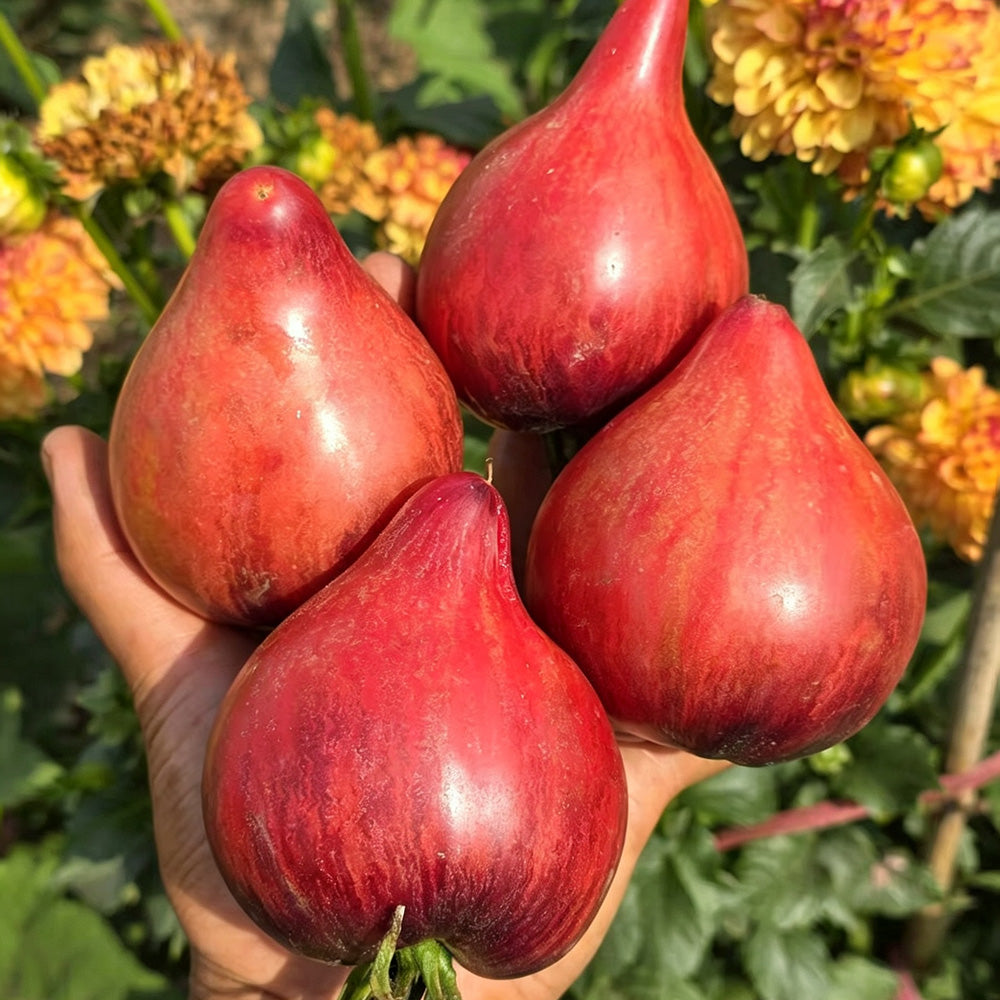 602 Sofia's Fiery Comet Tomato