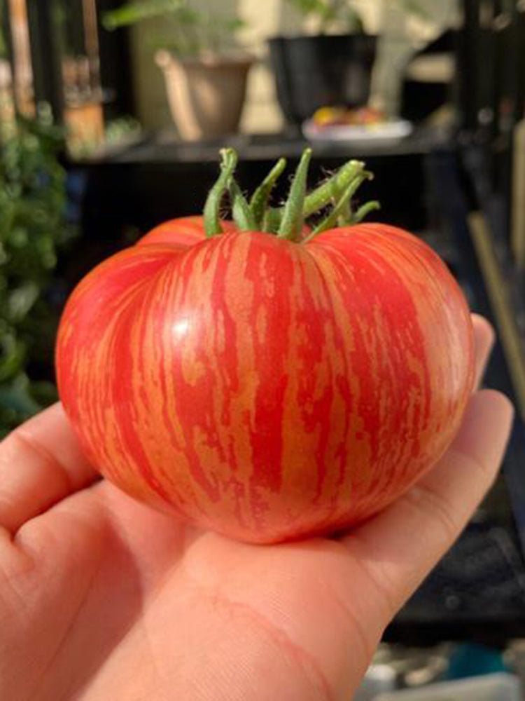 'Vintage Wine' Tomato