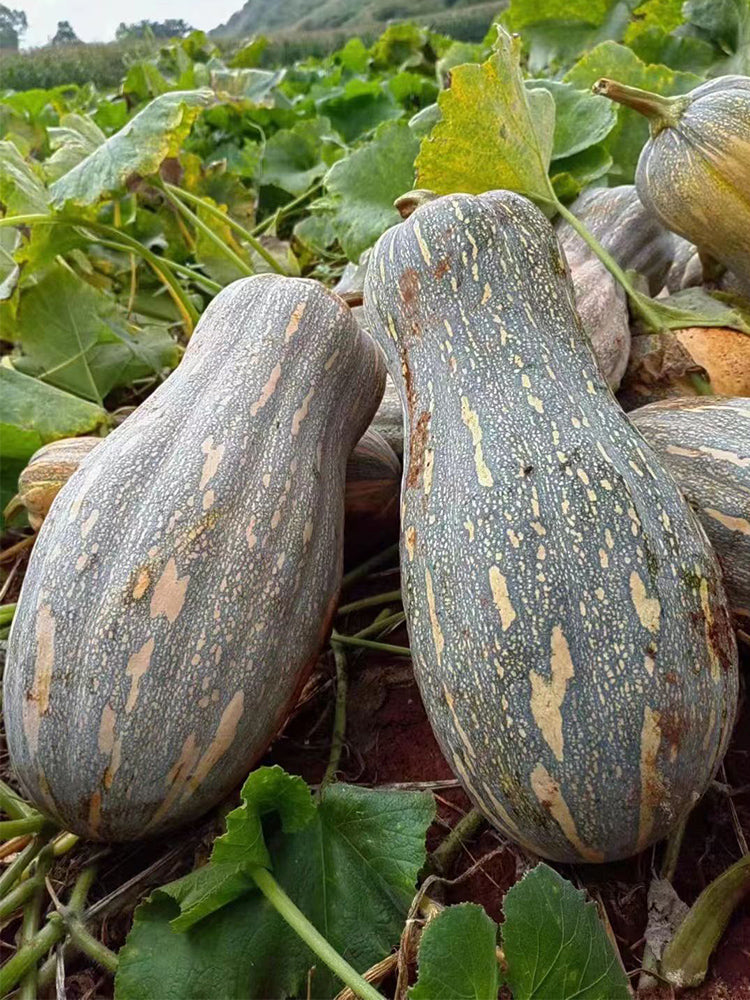 Large-Fruited Miben Pumpkin