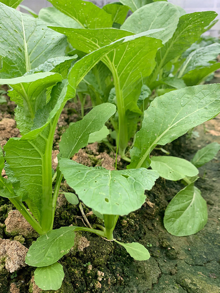 Kongkong Hakka Mustard