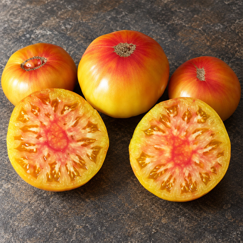 533 Honey Salute Tomato