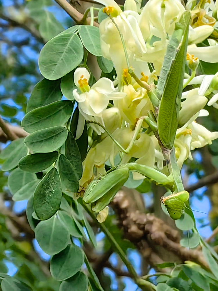 Moringa tree