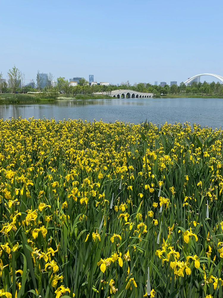 Yellow Flag Iris